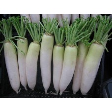 Radish Daikon